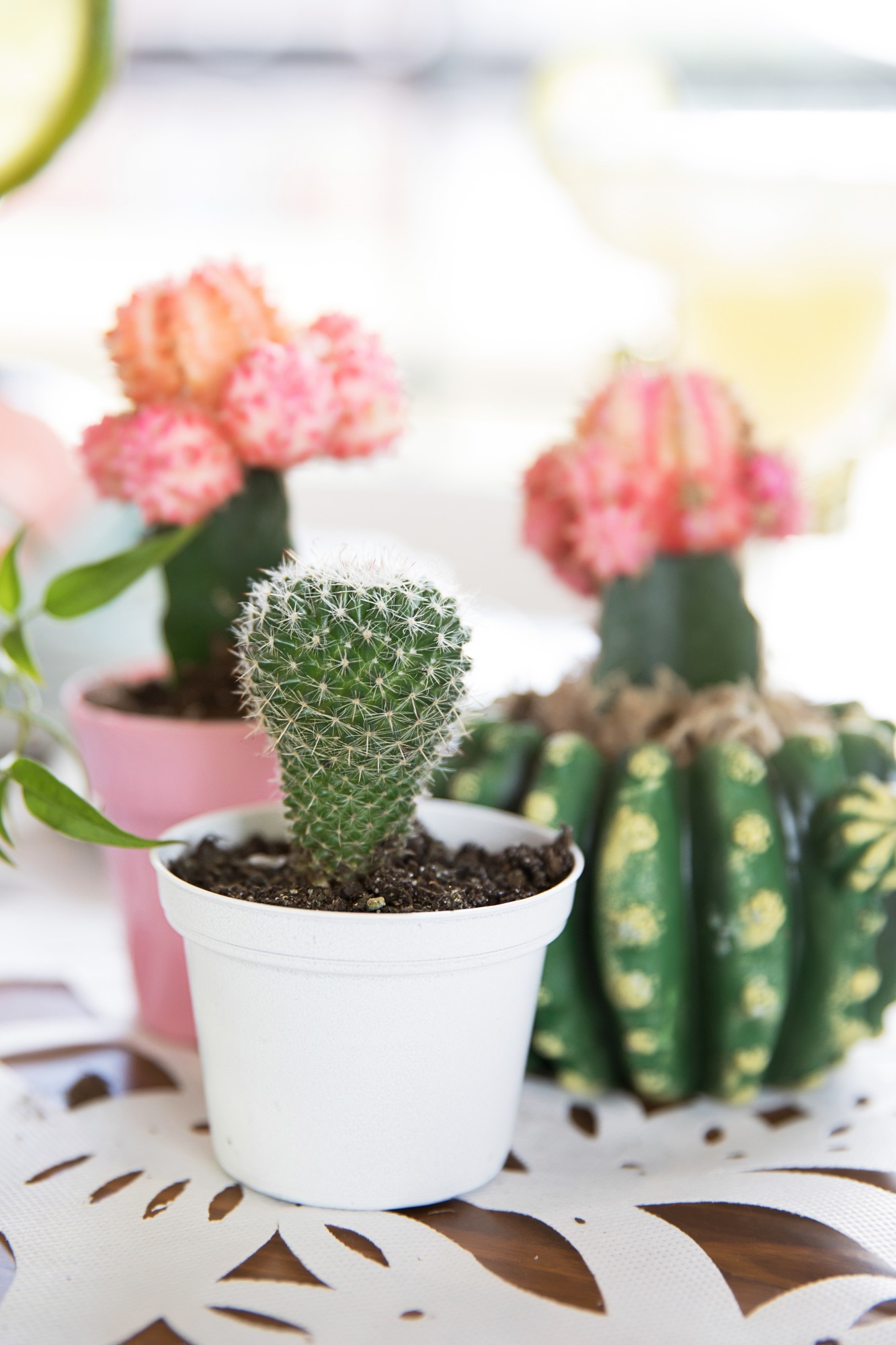 Cacti from Chic Floral Fiesta Styled by One Stylish Party | Black Twine